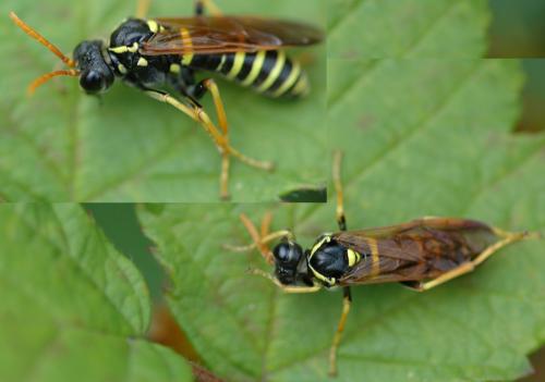 Tenthredo scrophulariae