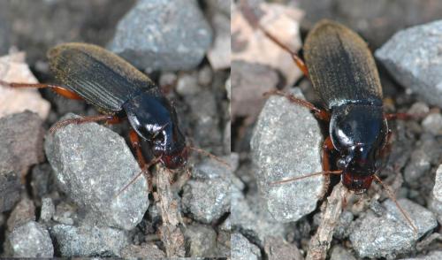 Réf. 27 400 : Pseudoophonus rufipes