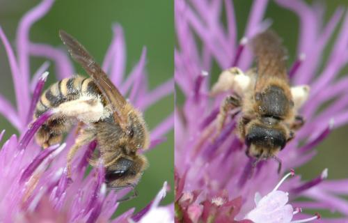 Réf. 27 901 : Halictus scabiosae