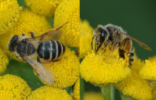 Andrena sp.