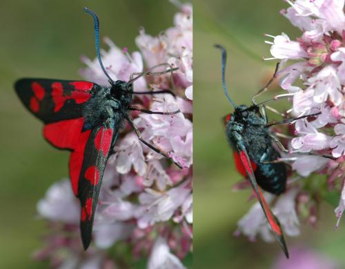 Zygaena filipendulae
