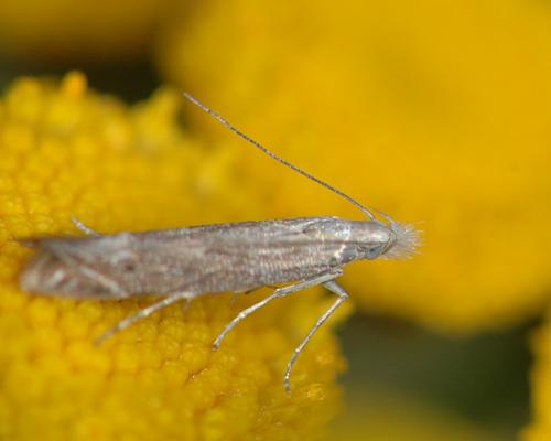 Réf. 27 650 : Isophrictis anthemidella