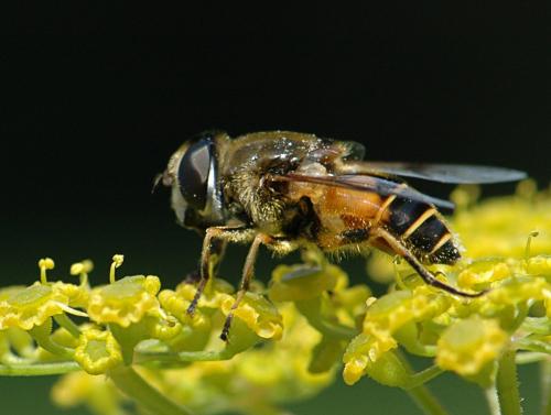 Eristalis horticola