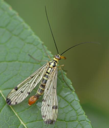 Panorpa germanica