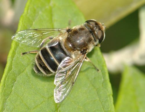 Eristalis sp.