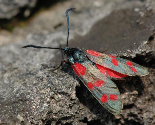 Réf. 27 924 : Zygaena filipendulae