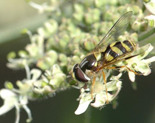 Réf. 27 536 : Dasysyrphus albostriatus