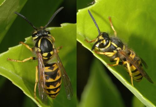 Vespula germanica