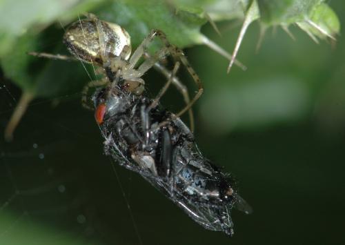 Metellina sp.