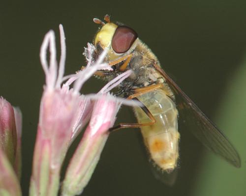 Réf. 27 537 : Syrphus vitripennis