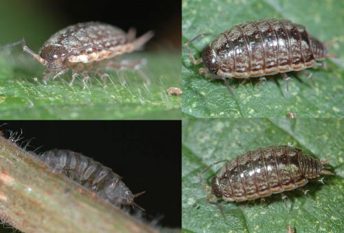 Philoscia muscorum