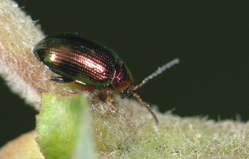 Crepidodera sp.
