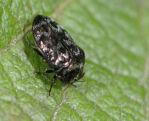 Réf. 27 401 : Trachys minutus