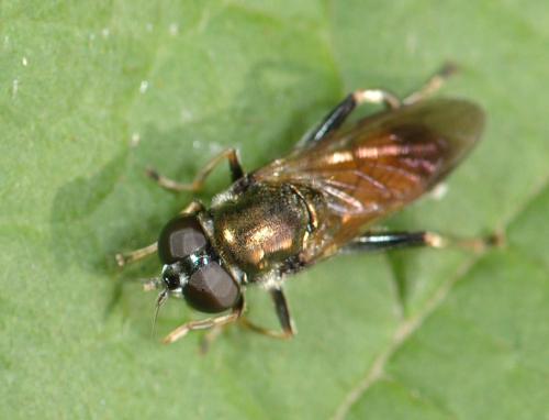 Xylota sp.
