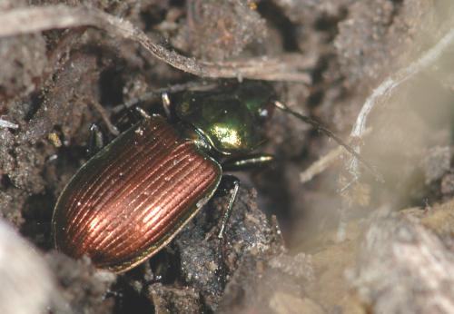 Réf. 27 405 : Agonum sexpunctatum