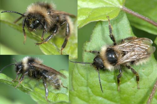 Bombus sp.
