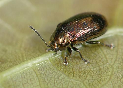 Phratora sp.
