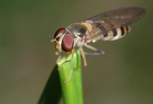 Réf. 27 539 : Meliscaeva cinctella