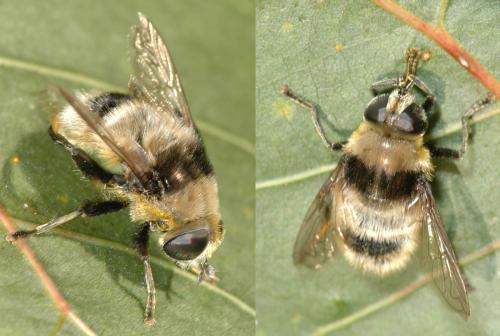 Merodon equestris
