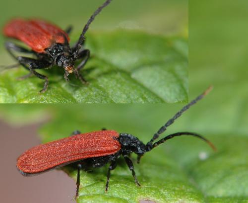Platycis minutus