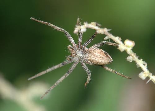 Pisaura mirabilis