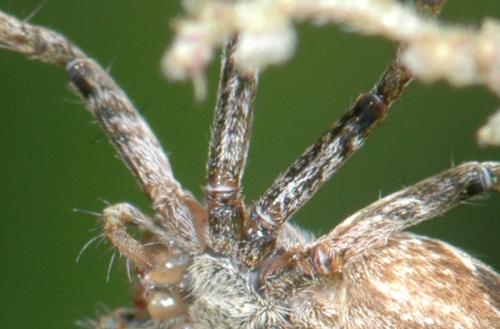 Pisaura mirabilis
