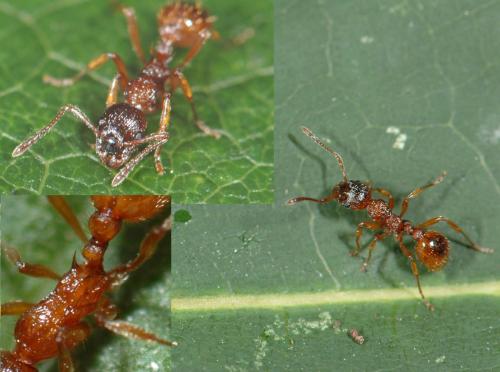 Réf. 27 595 : Myrmica sp.