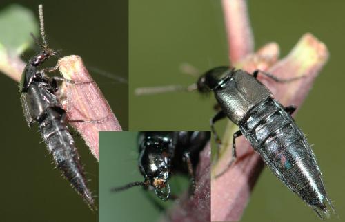 Réf. 27 361 : Philonthus cognatus