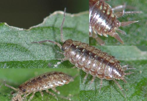 Philoscia affinis