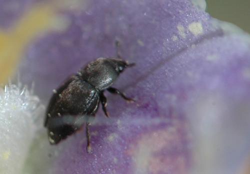 Meligethes sp.