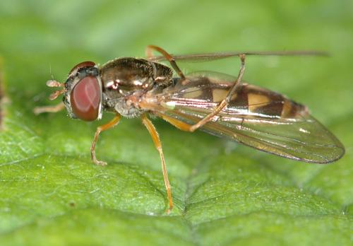 Réf. 27 531 : Melanostoma scalare