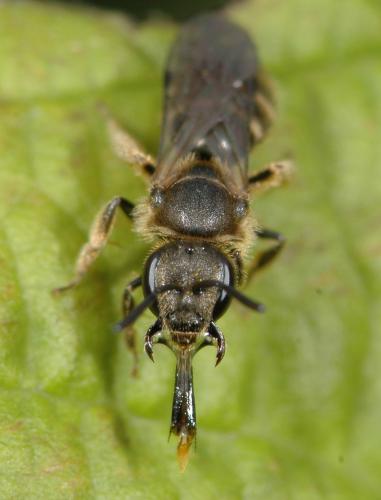 Réf. 27 622 : Halictus sp.