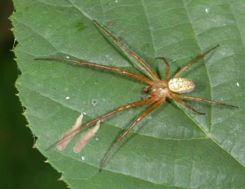 Metellina sp.