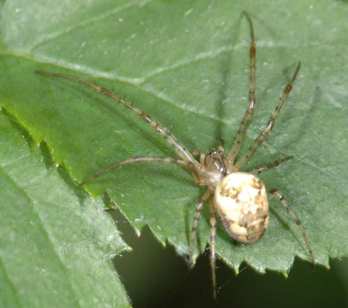Metellina sp.