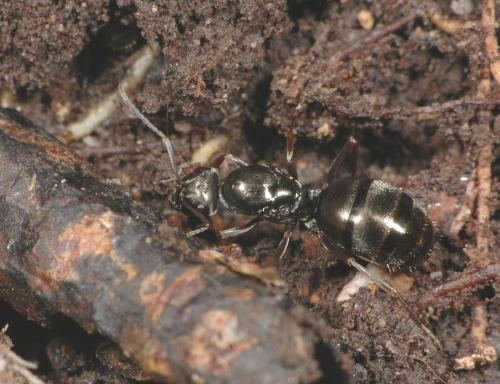Formica sp.