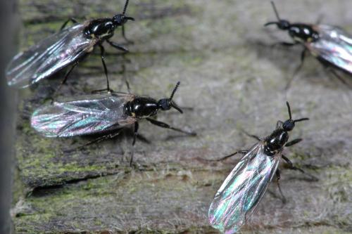 Réf. 27 364 : Scatopse notata