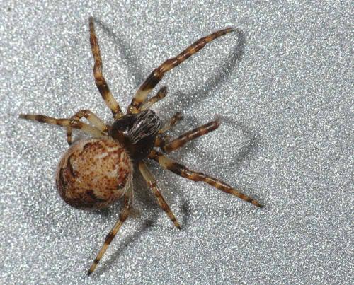 Réf. 27 142 : Larinioides sp.