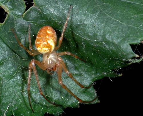 Metellina sp.