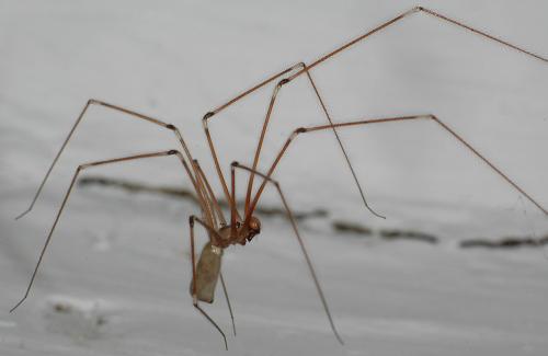 Réf. 27 135 : Pholcus phalangioides