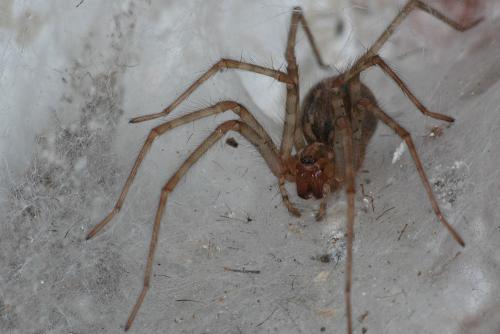 Tegenaria sp.