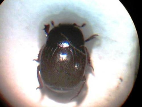 Gnathoncus rotundatus