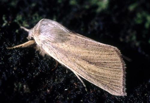Sedina buettneri
