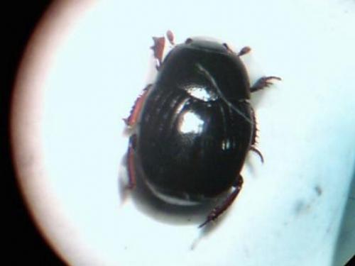 Gnathoncus rotundatus