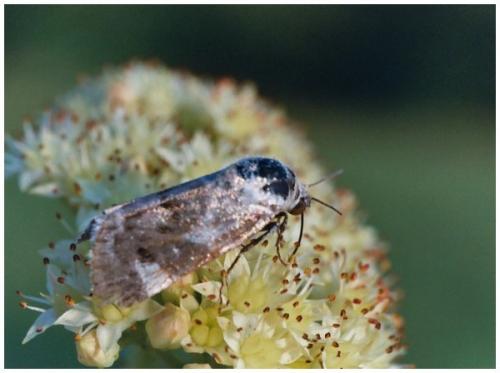 Acontia lucida