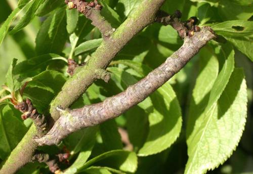 Crocallis elinguaria