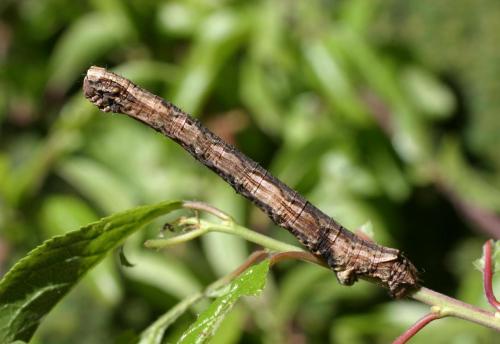 Crocallis elinguaria