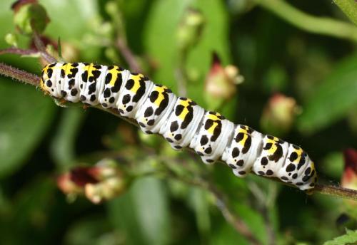 Cucullia scrophulariae