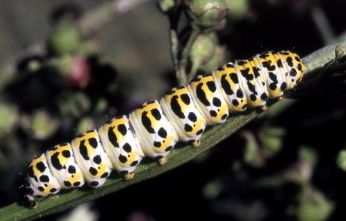 Réf. 27 795 : Cucullia scrophulariphila