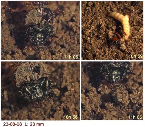 Réf. 27 155 : Cicindela sp.
