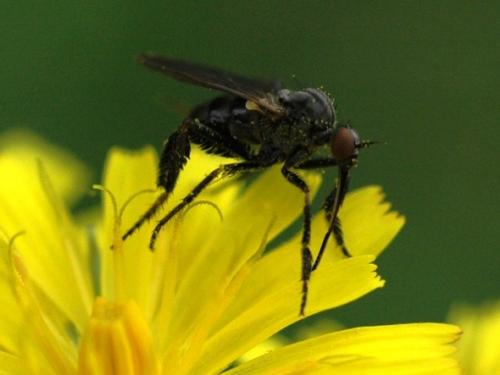 Empis pennipes